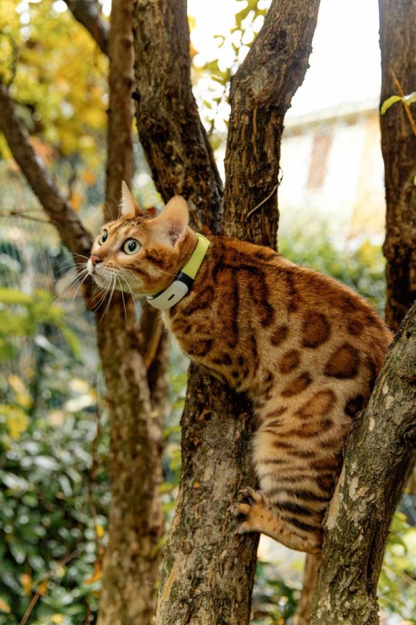 1 How far do British outdoor cats travel every day?